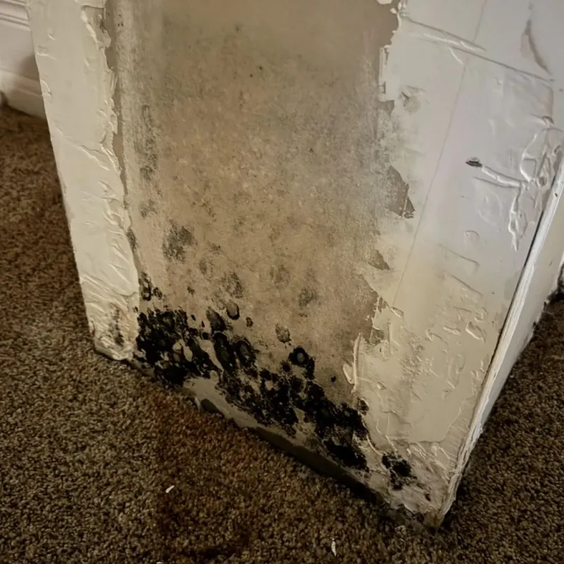 Professional Mold Removal in Loretto, PA